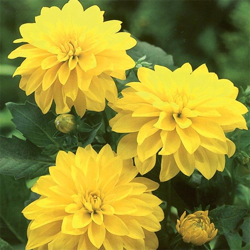 Dahlia Cezzane