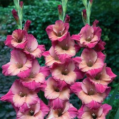 Gladiole Ted' s Favourite